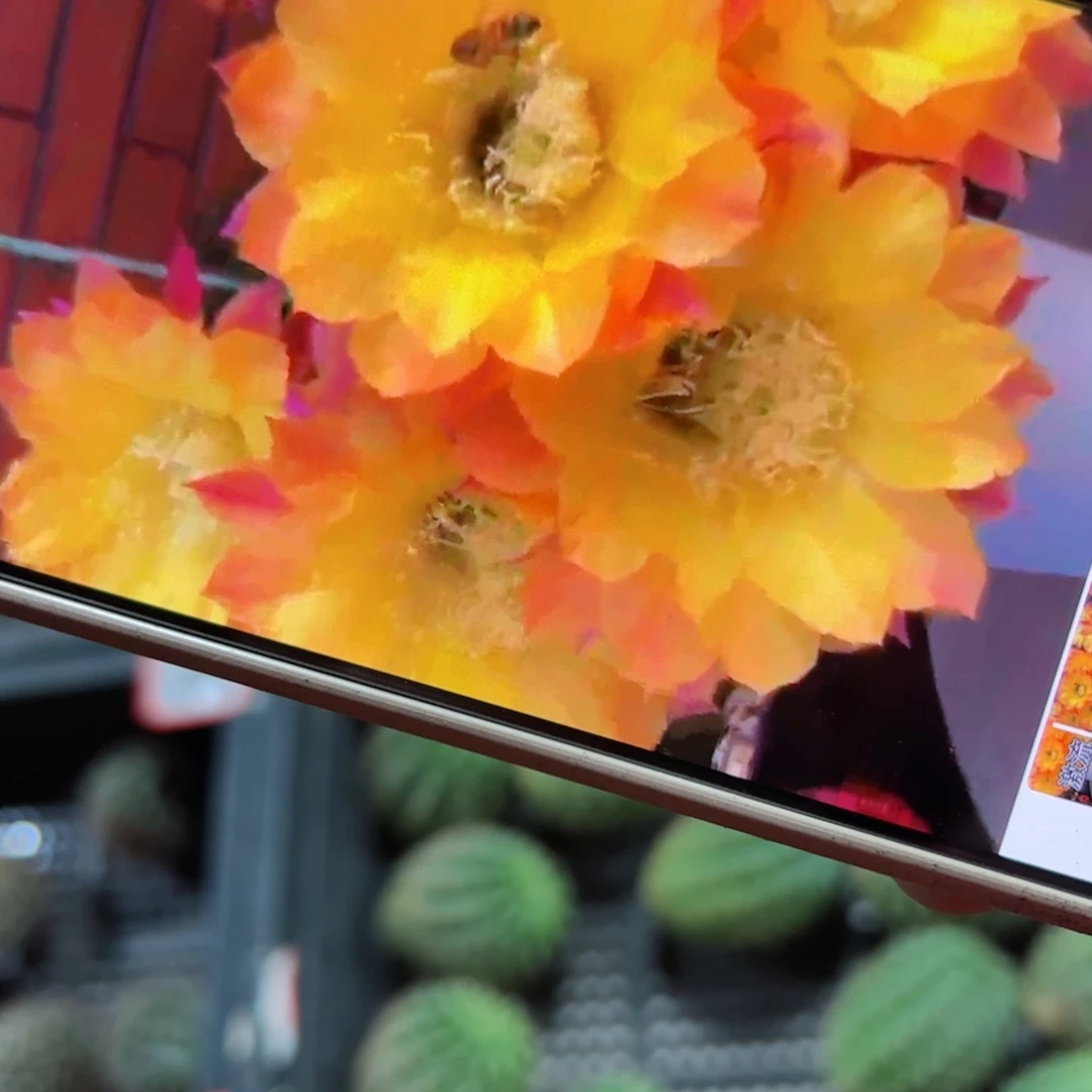 下34彩草激流歪侧芽4公分左右20包邮