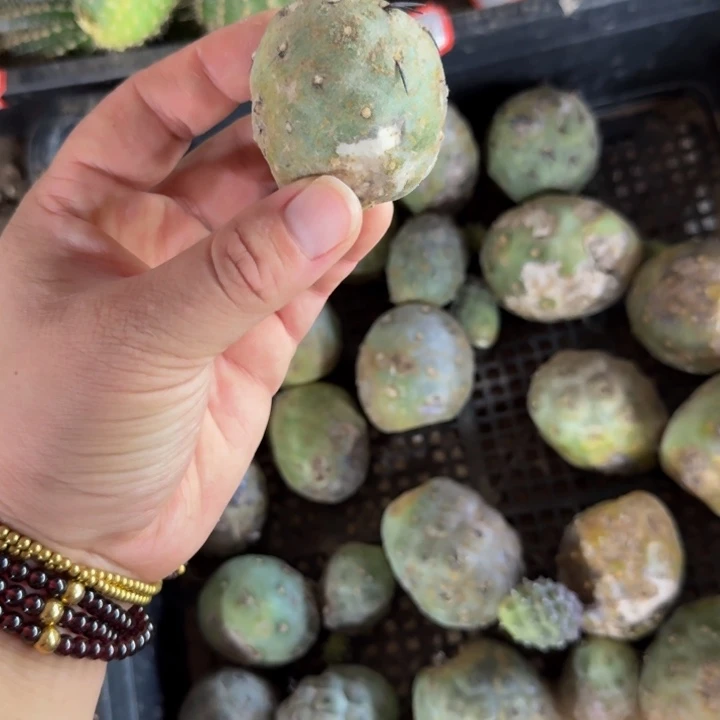 324习志野无根侧牙老斑，小4公分左右