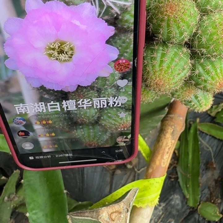 218白檀华丽粉无根侧牙很小3公分左右