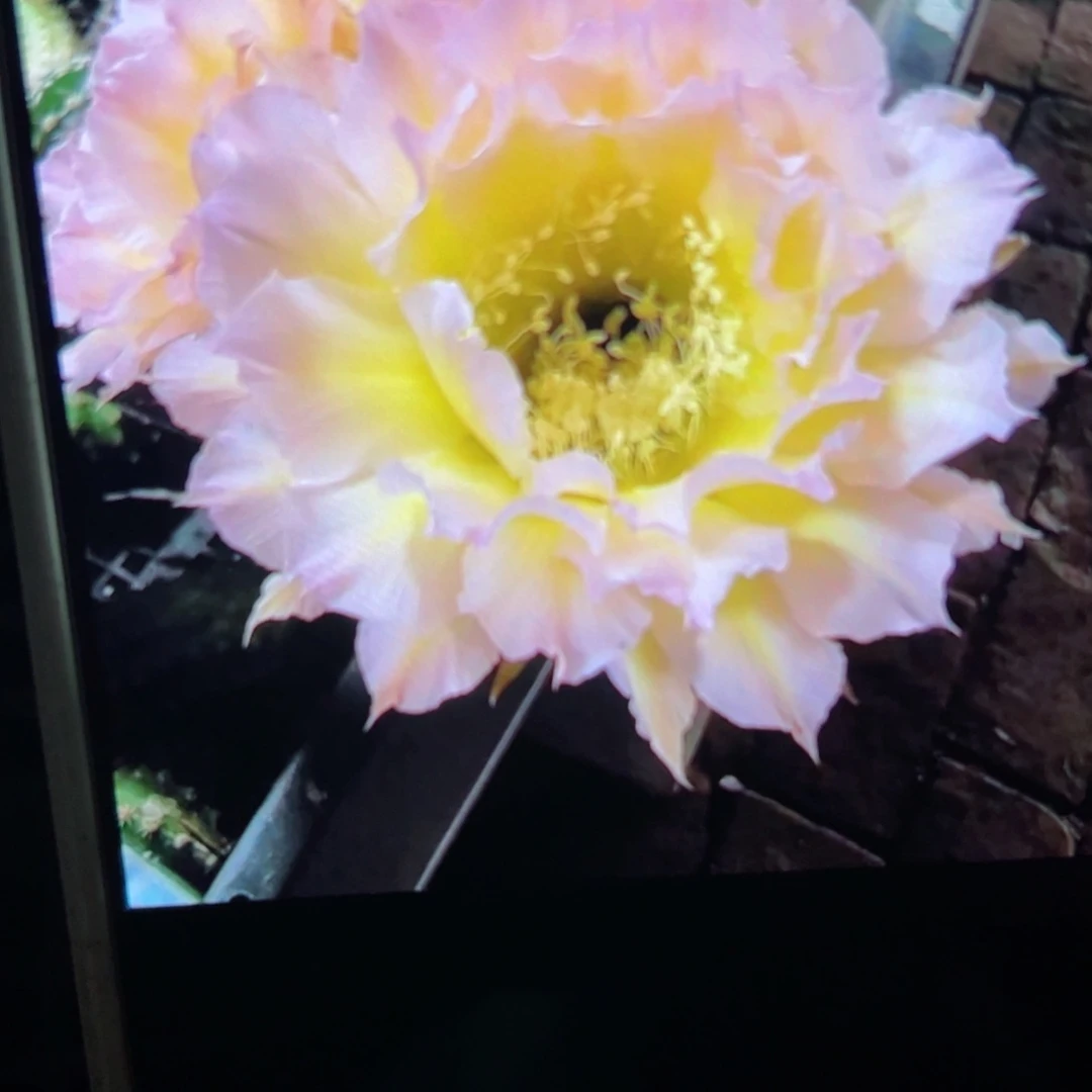 下30彩草104侧芽歪1公分左右20包邮