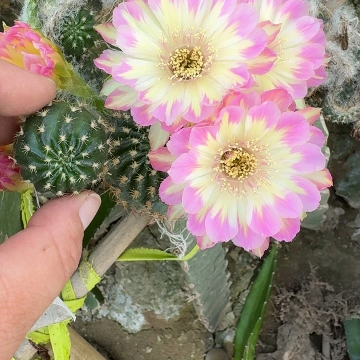 293丽花汤姆歪无根侧牙3公分左右
