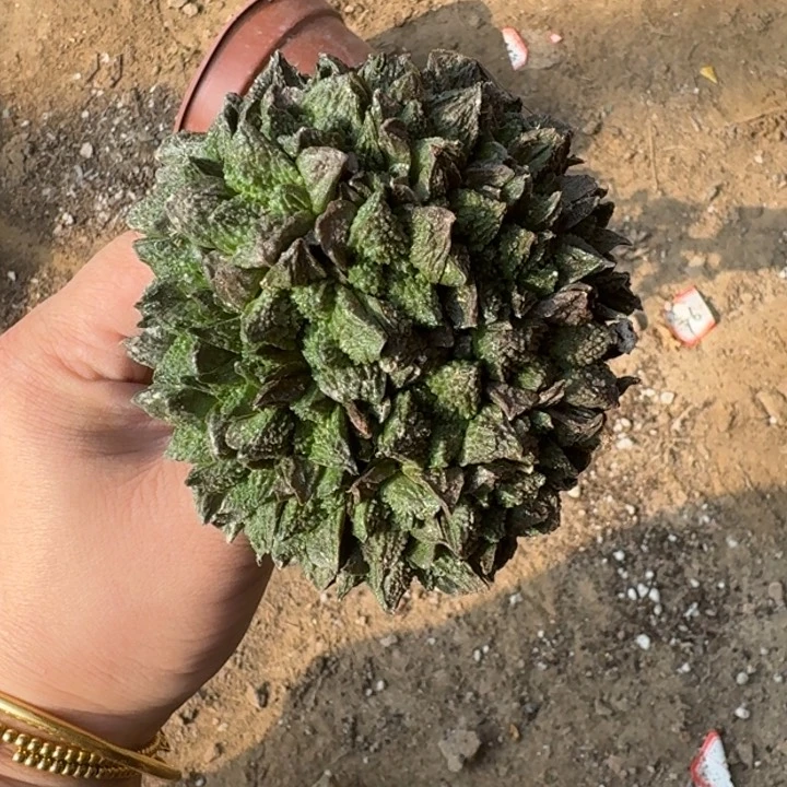 嫁接大尤植物脱土发货371