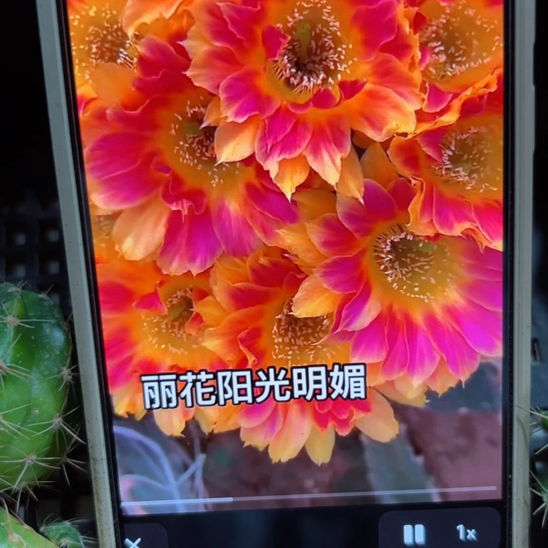 下66丽花阳光明媚歪侧芽3公分左右20包邮