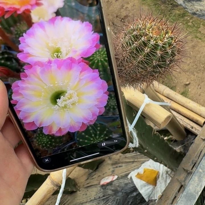 393彩草马乙歪无根侧牙4公分左右