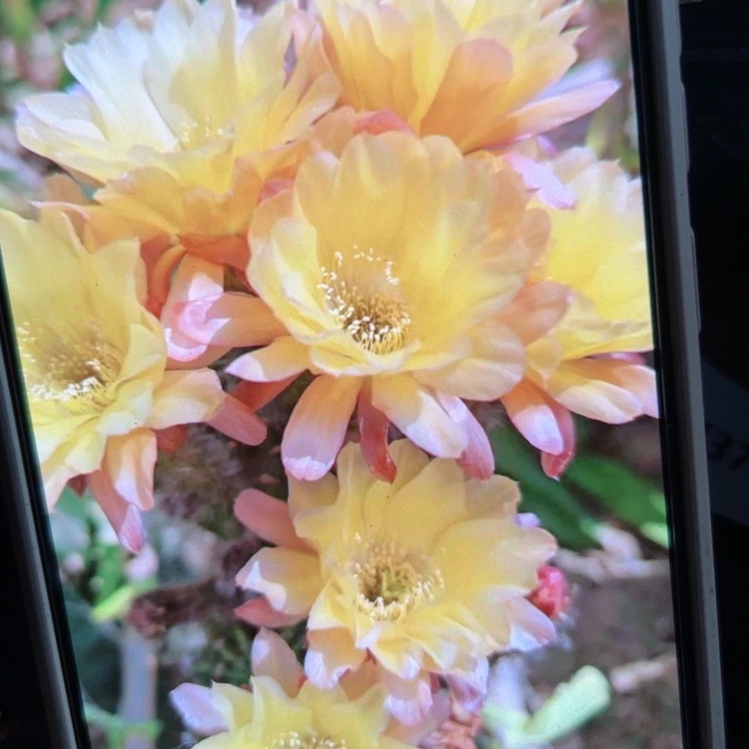下100丽花阳37歪侧芽3公分左右20包邮