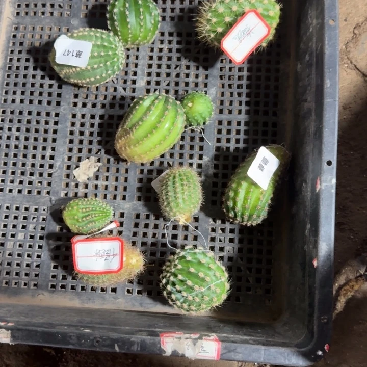 框拍不好侧牙无售后10个，258