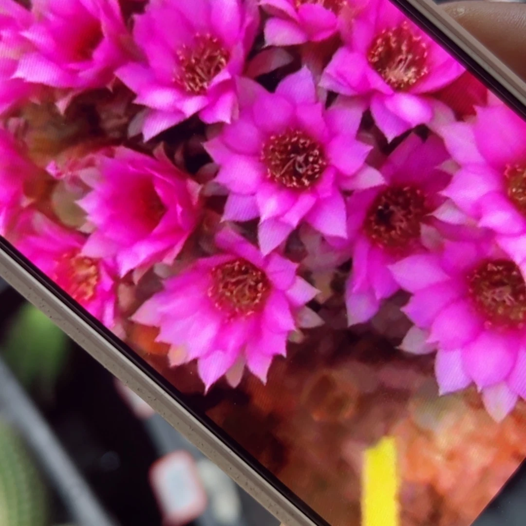 下19丽花达芙妮歪侧芽3公分左右20包邮