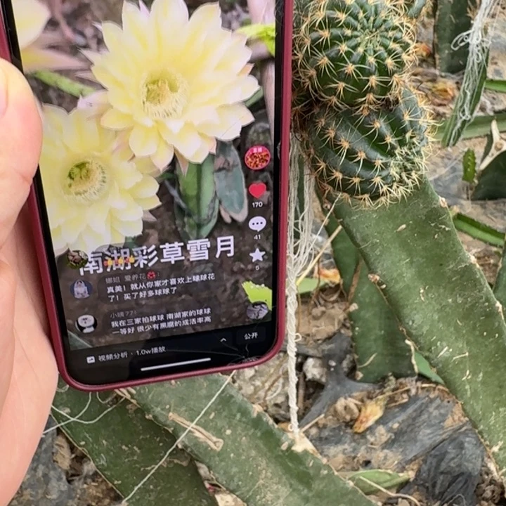221彩草150雪月无根侧牙歪4公分左右
