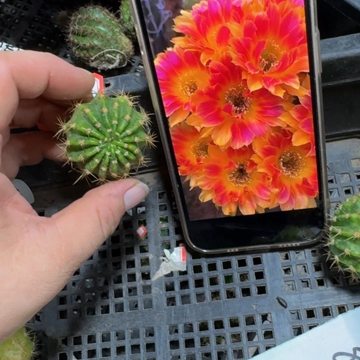 323丽花阳光明媚歪无根侧牙3公分左右