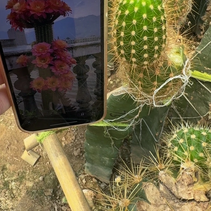 426金妞时光无根侧牙6公分左右