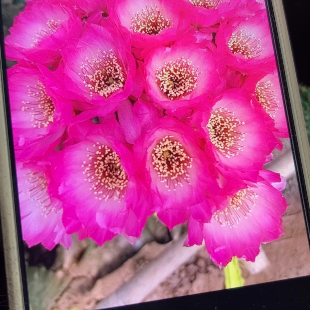 下27丽花粉恋歪班侧芽3公分左右20包邮