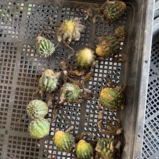 框拍无根侧牙不好小歪无售后215，丽花