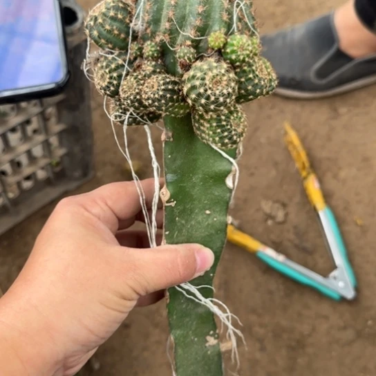 仙人球221嫁接母本斑歪伤掉侧无售后修根发货