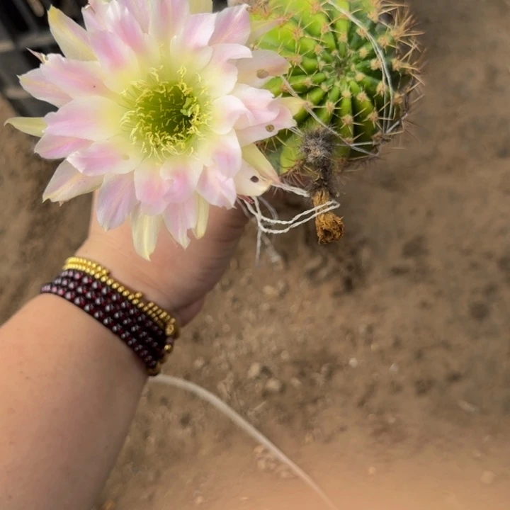 嫁接丽花脱土掰花发货326