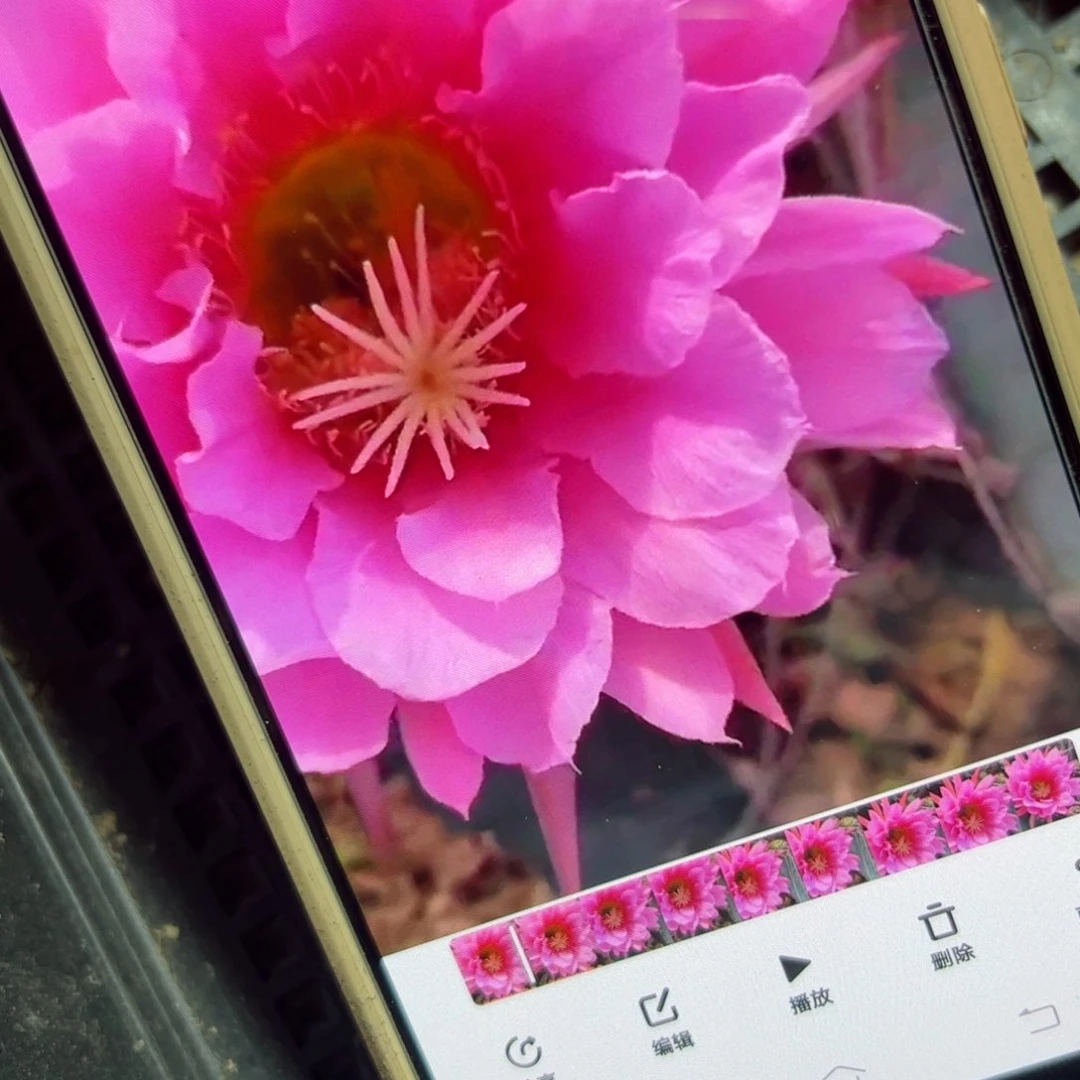 下9佛拉门戈侧芽4公分左右20包邮