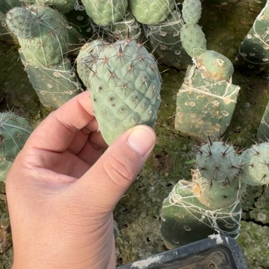 单头习志野无根侧牙斑219