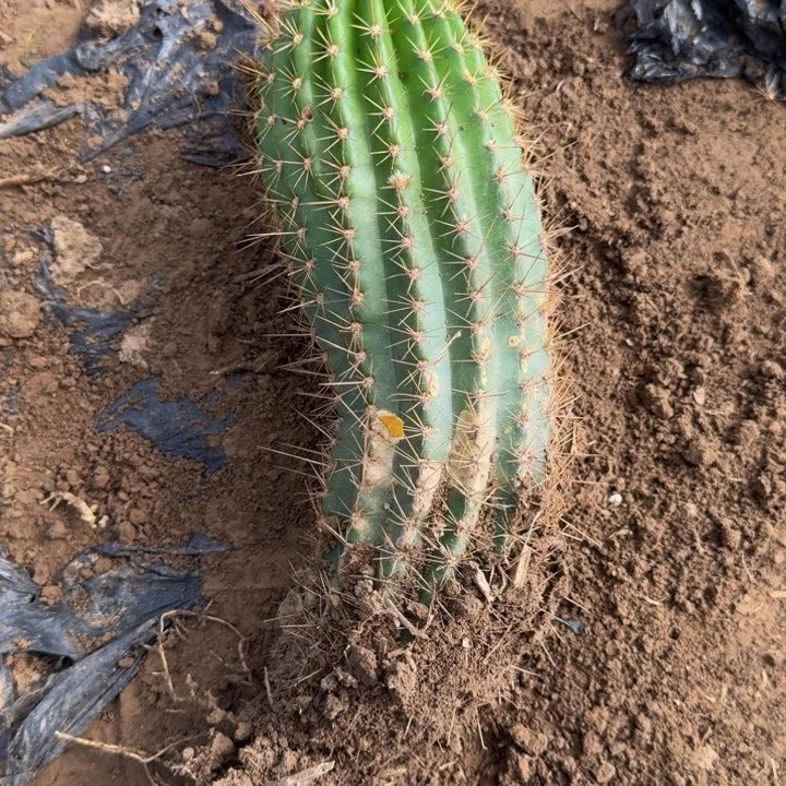 新品种毛花柱根斑，脱土发货287