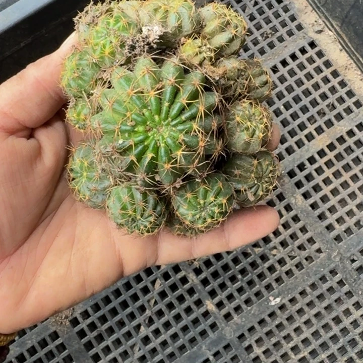 丽花脱土发货掉侧牙无售后软小377