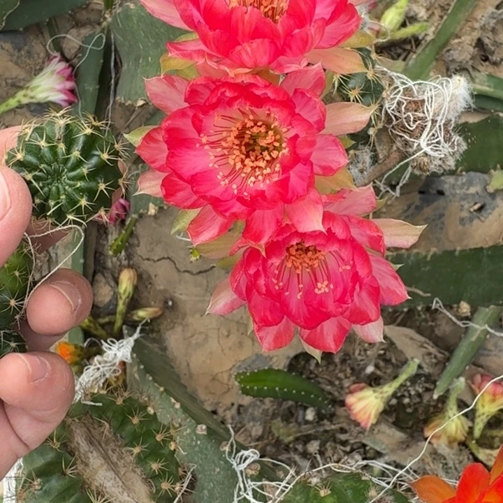 新品荷花歪无根侧牙3公分左右251