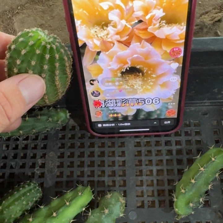 236彩草506歪无根侧牙4公分左右