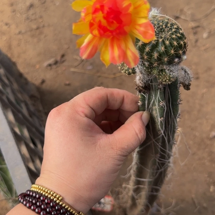 嫁接丽花脱土掰花发货311瘦