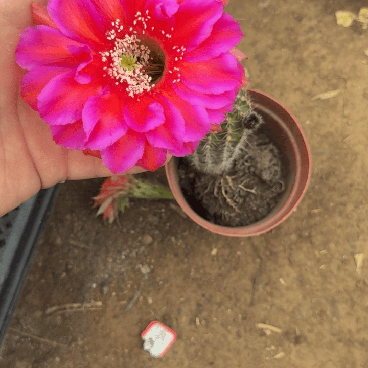 彩草斑脱盆脱土掰花发货掉侧牙无售后274