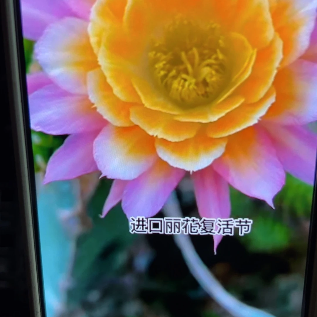 下81丽花复活节歪侧芽3公分左右20包邮