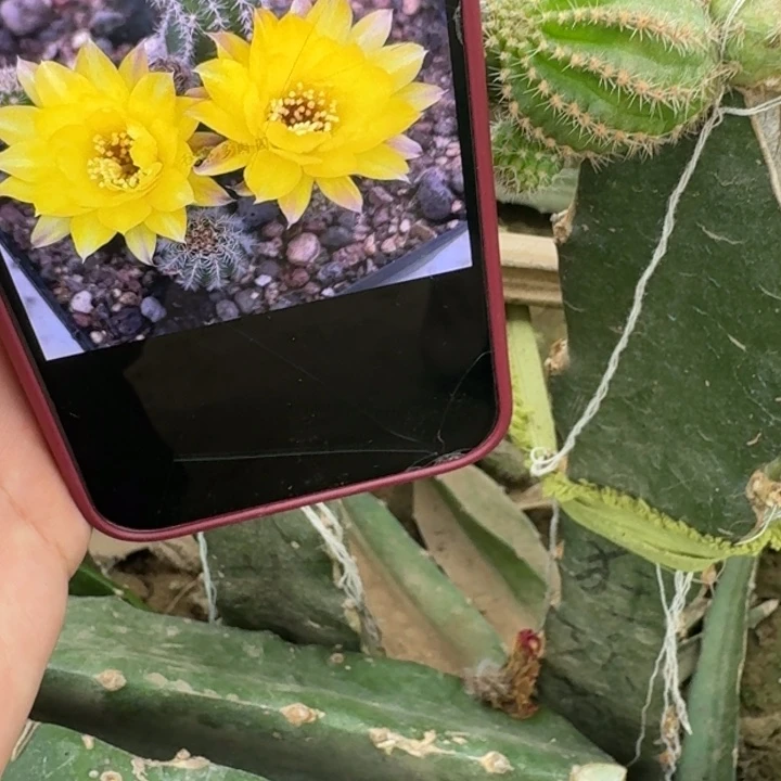 241白檀普拉无根侧牙小5个