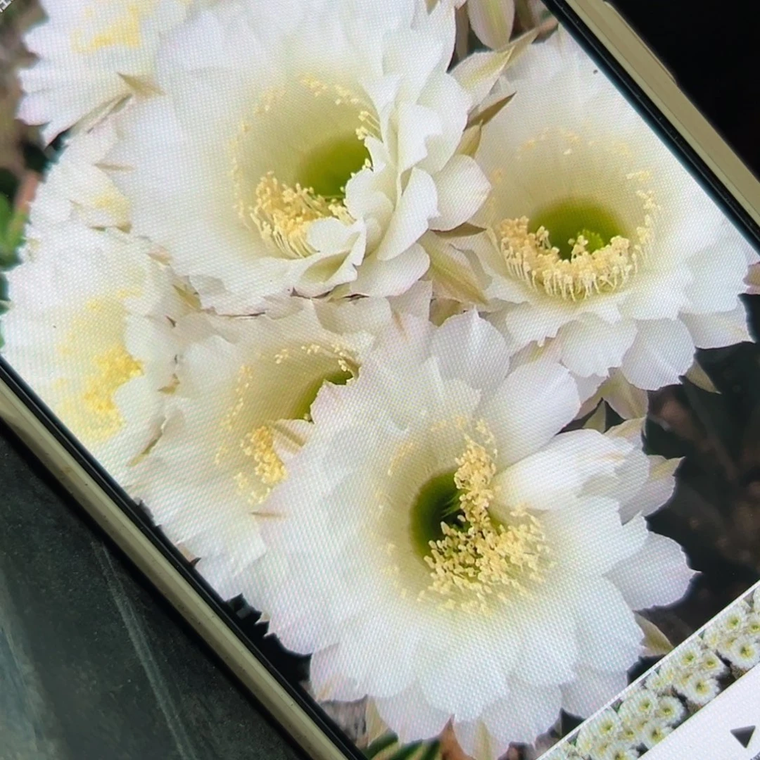 下19彩草白雪歪侧芽4公分左右20包邮
