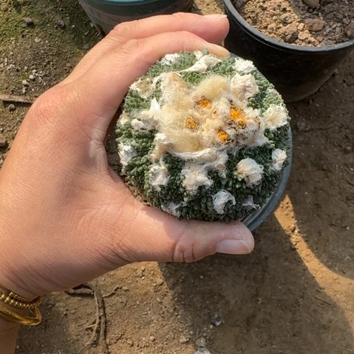 嫁接大尤植物斑脱土发货344