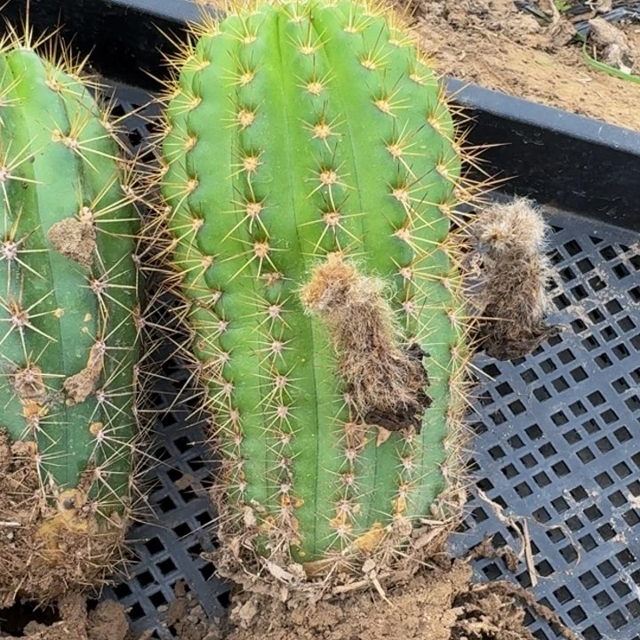 新品种毛花柱根伤，脱土发货224