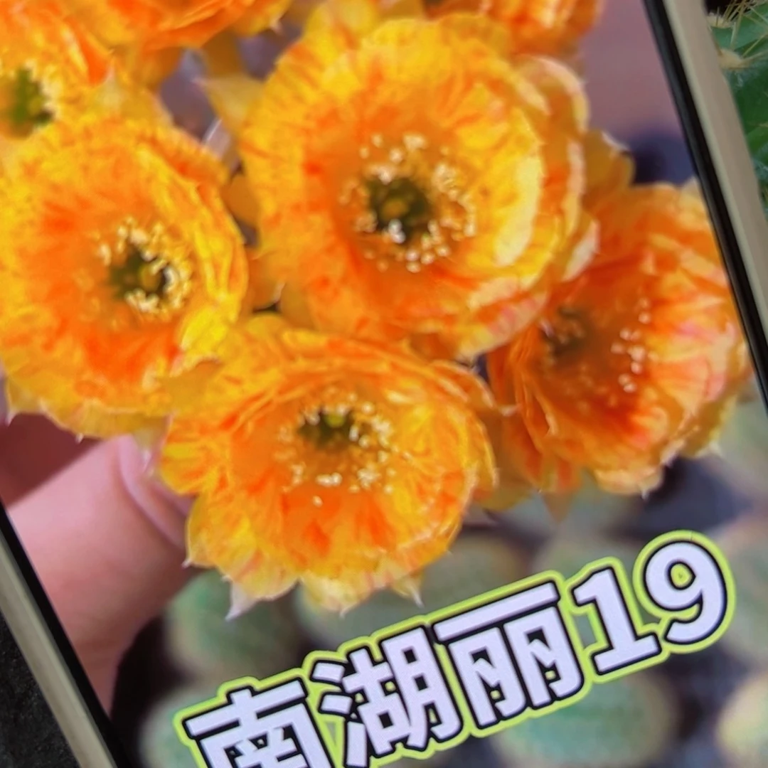 下78丽花金沙歪侧芽3公分左右20包邮