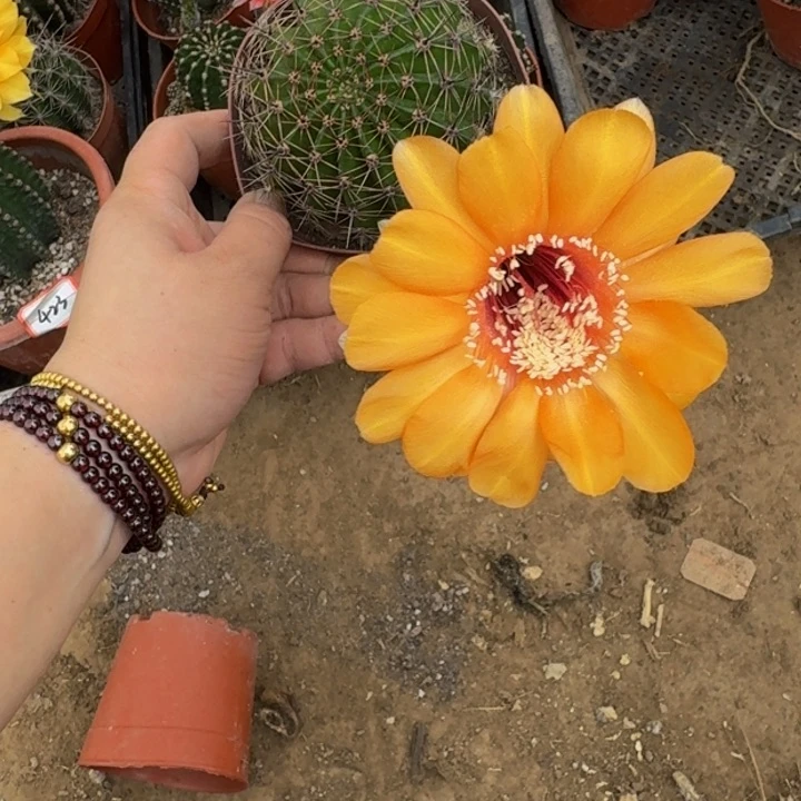 彩草斑脱盆脱土掰花发货掉侧牙无售后314