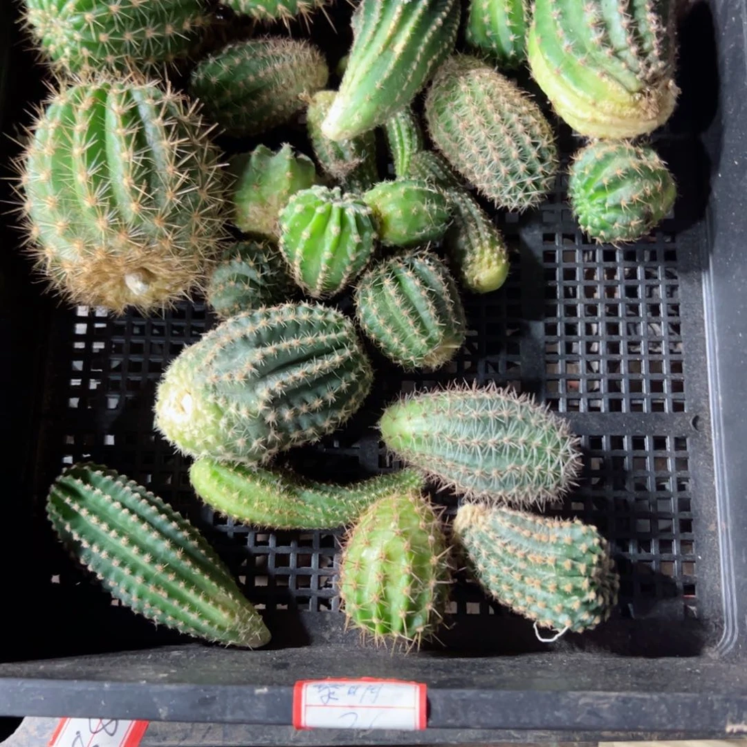 下94框拍侧芽歪班小不好无售后