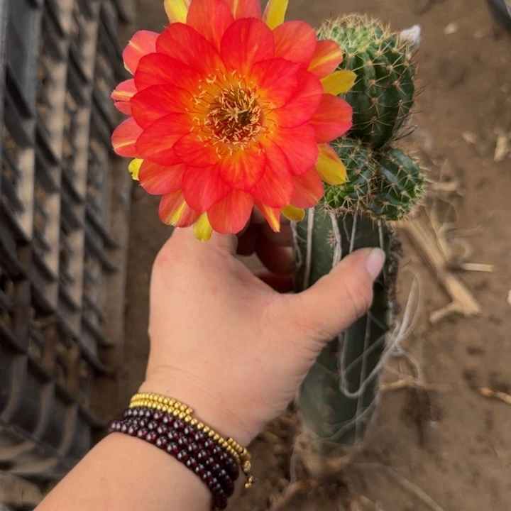 嫁接丽花脱土掰花发货338