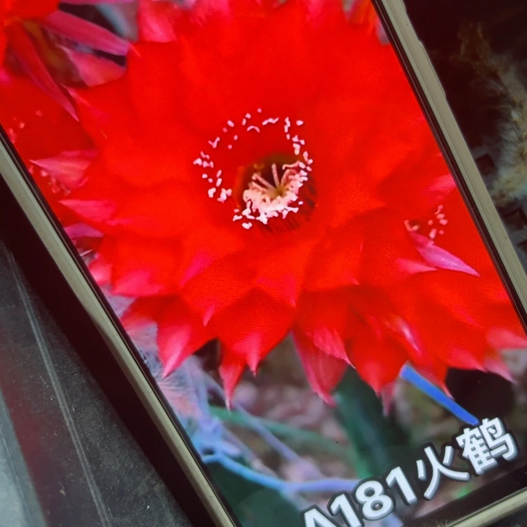 下30彩草火鹤歪侧芽4公分左右20包邮