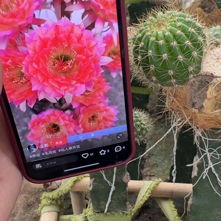 224毛花柱立夏歪无根侧牙4公分左右掉刺