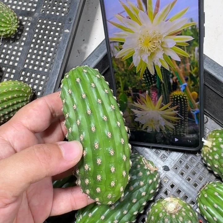 仙人球243毛花柱鹦鹉歪无根侧牙