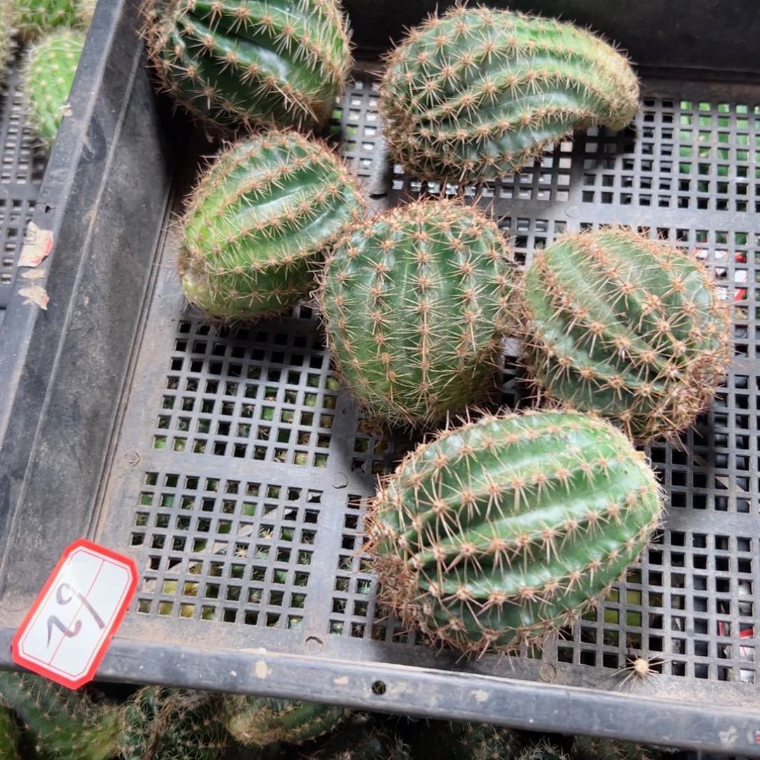 下62无名彩草5公分左右侧芽歪20包邮