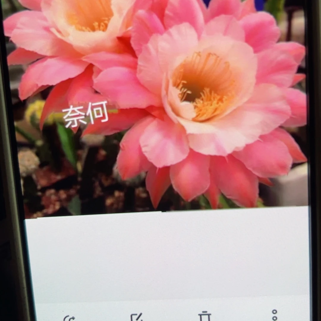 下94金妞奈何侧芽4公分左右20包邮