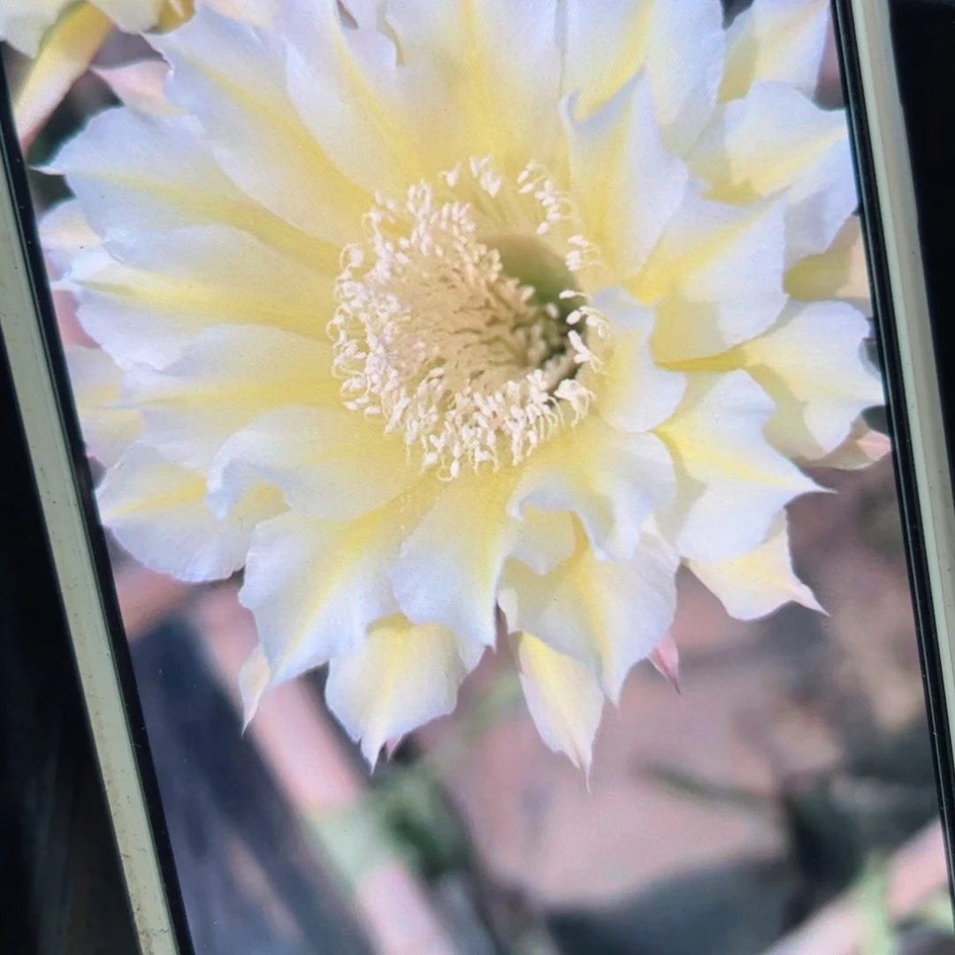 下44彩草126歪侧芽4公分左右20包邮