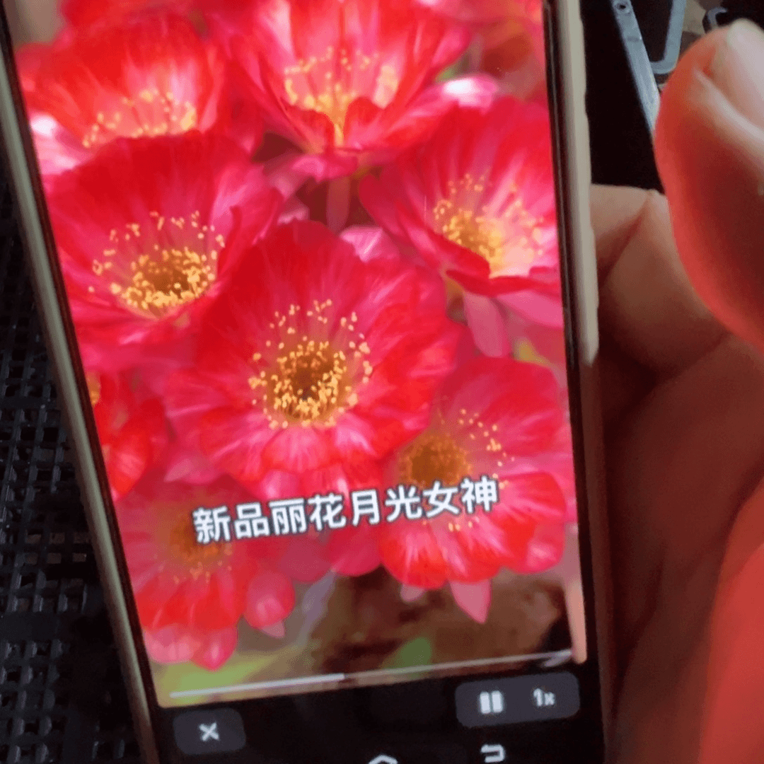 下47丽花37歪侧芽3公分左右20包邮