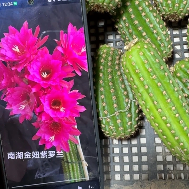 仙人球245金妞紫罗兰歪无根侧牙