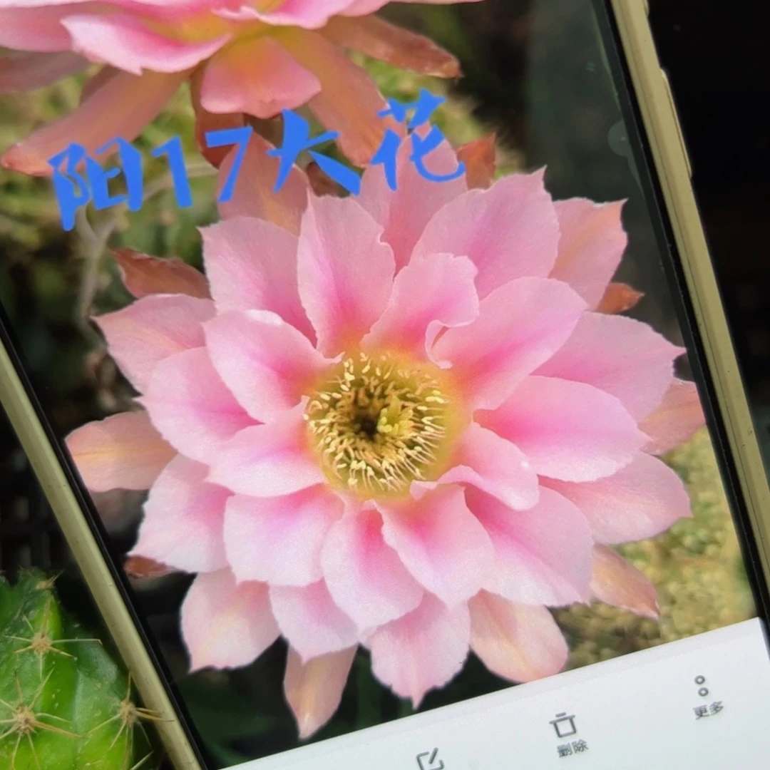 下27丽花阳17歪侧芽3公分左右20包邮
