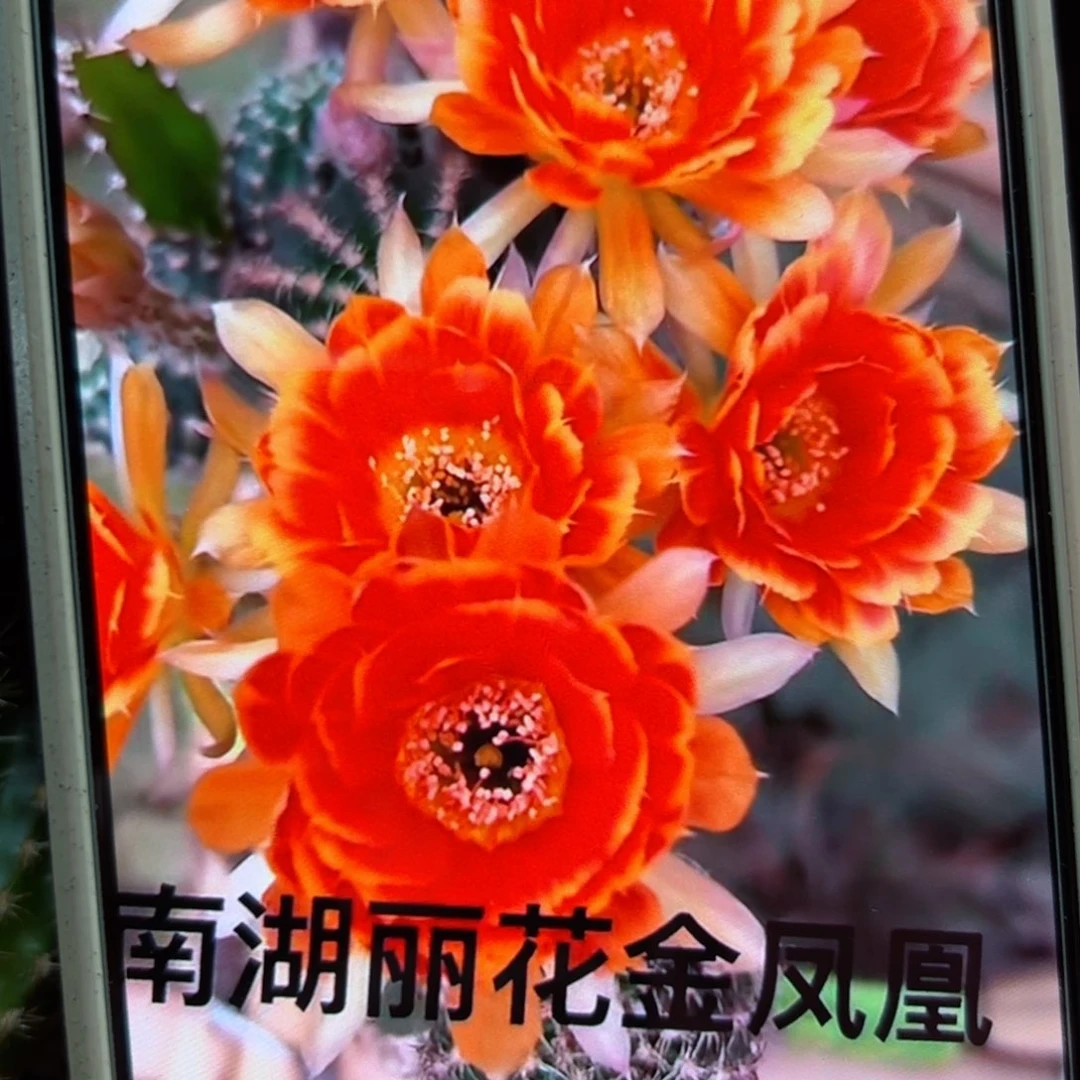 下18丽花32歪侧芽3公分左右20包邮
