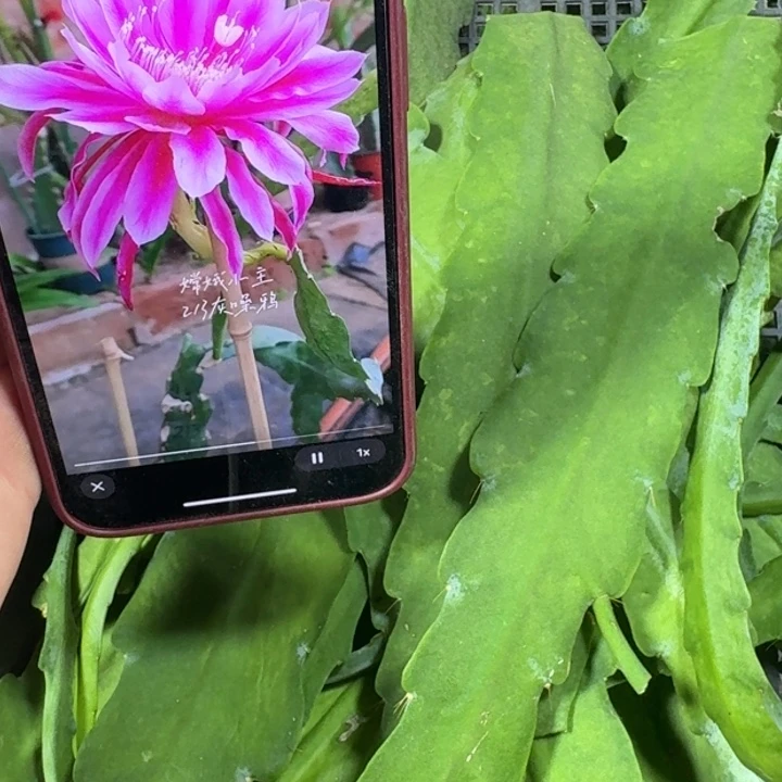 265令箭灰躁鸭无根枝条断无售后