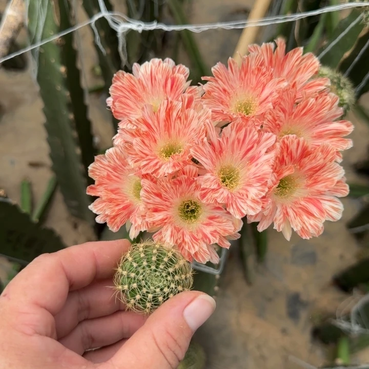 264丽花老82歪无根侧牙3公分左右