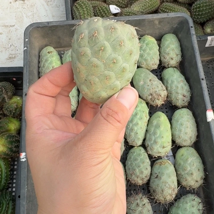 狂刺习志野无根侧牙4公分左右斑