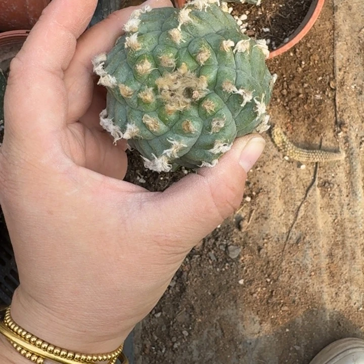 嫁接大尤植物斑秀普扎伤脱土发398