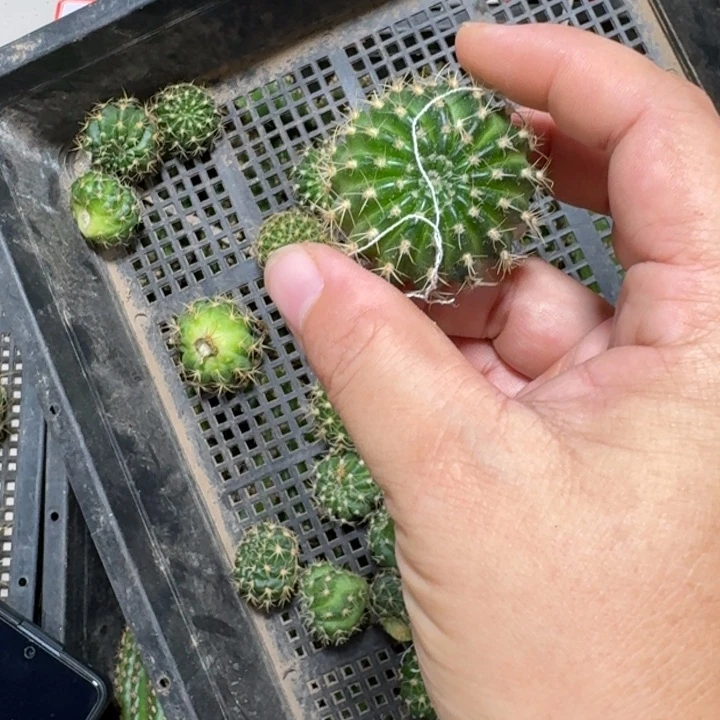 仙人球270新品丽花荷花歪小无根侧牙